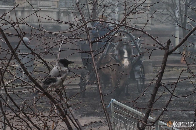 Источник: Михаил Огнев/«Фонтанка.ру»