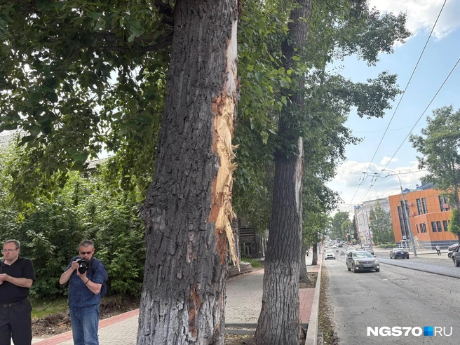 Поврежденная кора на Фрунзе | Источник: Мария Лобанова / NGS70.RU