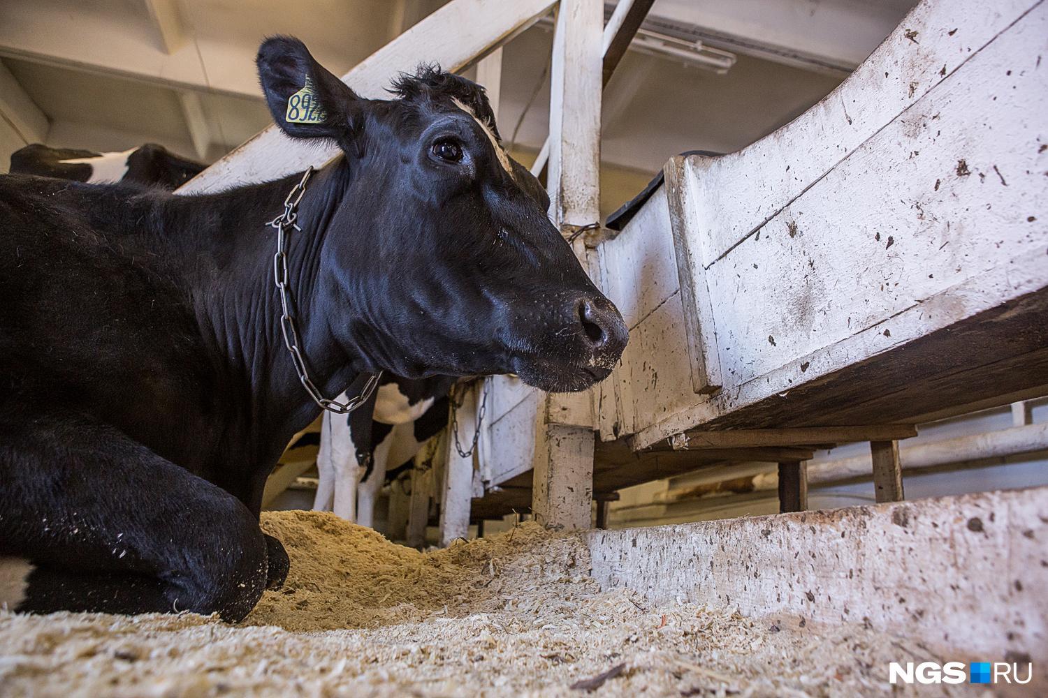 В Сибири изымают и убивают скот из-за инфекции в ветинспекции рассказали о ситуации в Прикамье