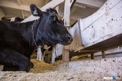 В Сибири изымают скот из-за пастереллеза