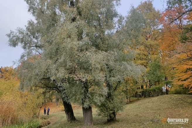Петербург — на краю антициклона | Источник: Михаил Огнев / «Фонтанка.ру»