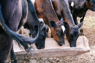 Руководитель опроверг закрытие Черлакского молокозавода