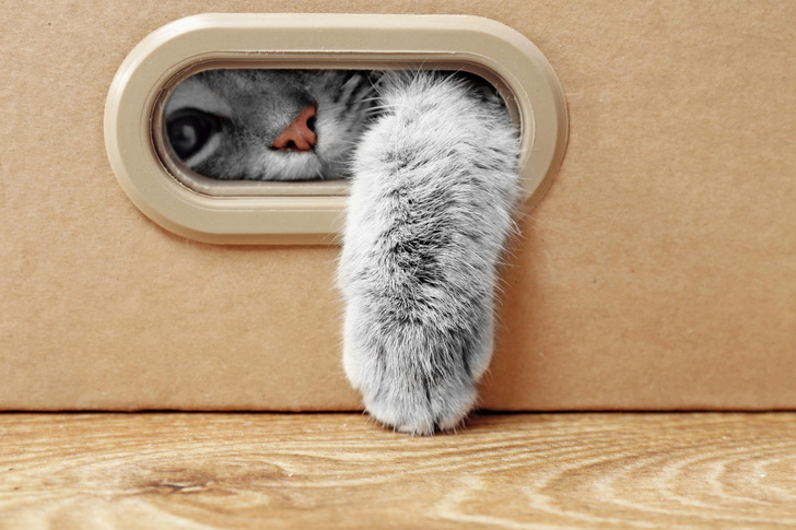 Почему на самом деле кошки так любят сидеть в коробках — ответ вас поразит