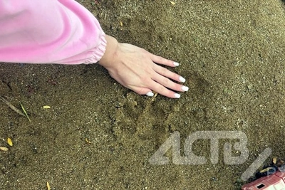 Призрачную стаю собак-убийц не могут поймать в Ключах