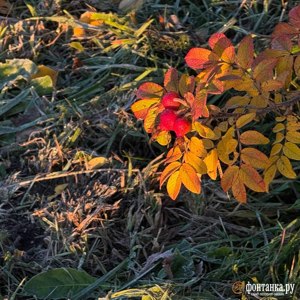 Источник: Марина Мамонтова / «Фонтанка.ру»