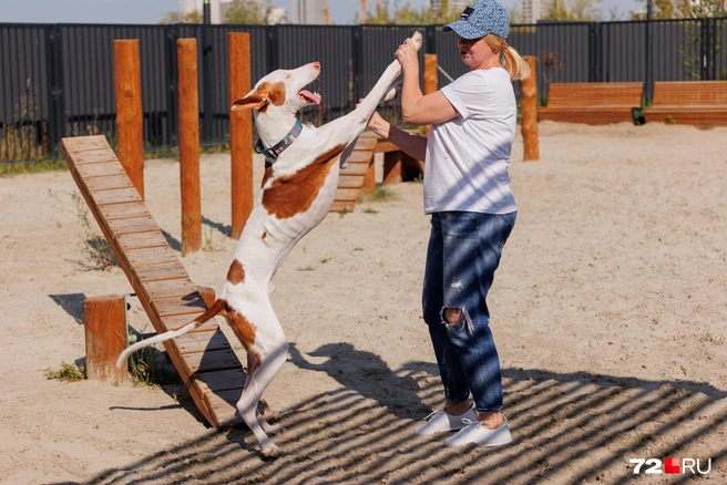 Если такой пес встанет на задние лапы, ростом будет выше 160 сантиметров. И, кстати, кажущаяся худоба таких собак для этой породы — норма: такая у них конституция | Источник: Ирина Шарова / 72.RU 
