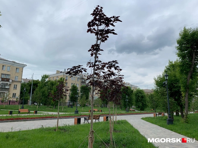 Правда, до взрослых деревьев этим красавцам еще тянуться и тянуться | Источник: Анна Лялькова / MGORSK.RU