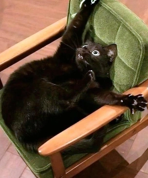 Смешные фотографии котов, которые мечтают о работе клоуна