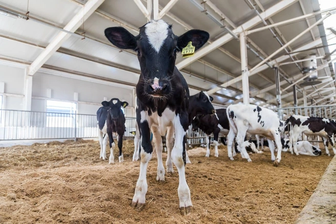 Основу фермы составляют коровы голштинской породы | Источник: «Толмачевские продукты»