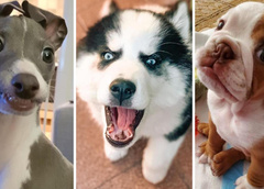 Улыбнитесь, вас снимают: 30 фото невероятно эмоциональных собак
