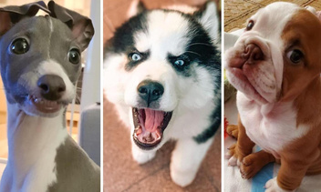 Улыбнитесь, вас снимают: 30 фото невероятно эмоциональных собак