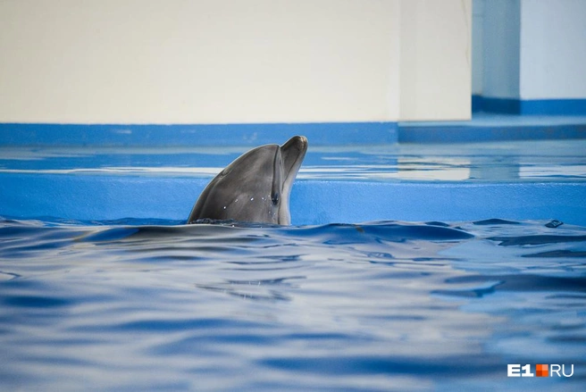 Дельфинов правда использовали в военных целях | Источник: Максим Воробьев / E1.RU