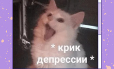 Все главные мемы года по версии «ВКонтакте»: вспоминаем, над чем мы смеялись в 2021-ом