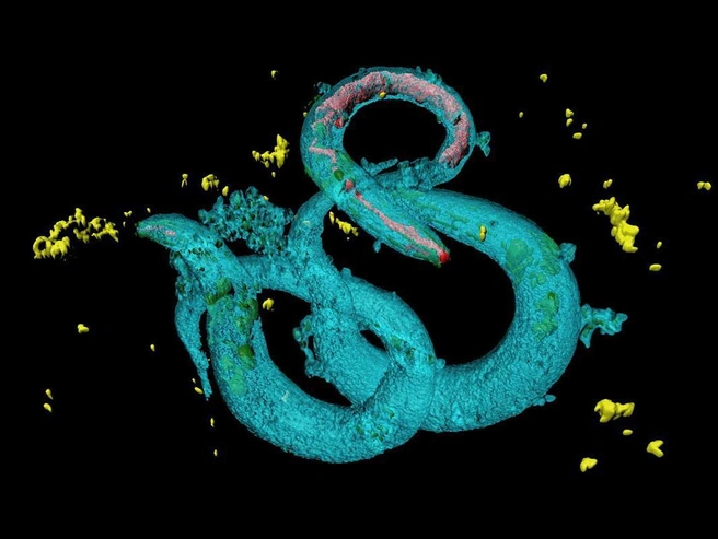 Прозрачная нематода Caenorhabditis elegans — модельный организм, которого оптогенетика может превратить в управляемого биоробота. | Источник: Shutterstock / Fotodom.ru