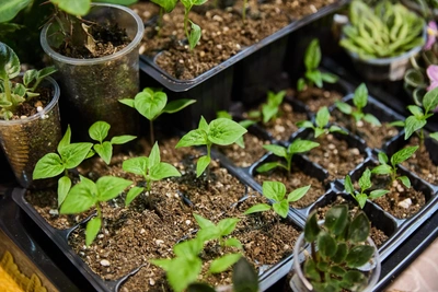 Как ухаживать за рассадой после пикировки