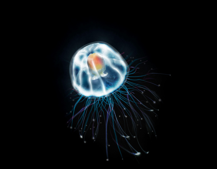 Как феникс из пепла: биологи раскрыли тайну «бессмертной медузы»