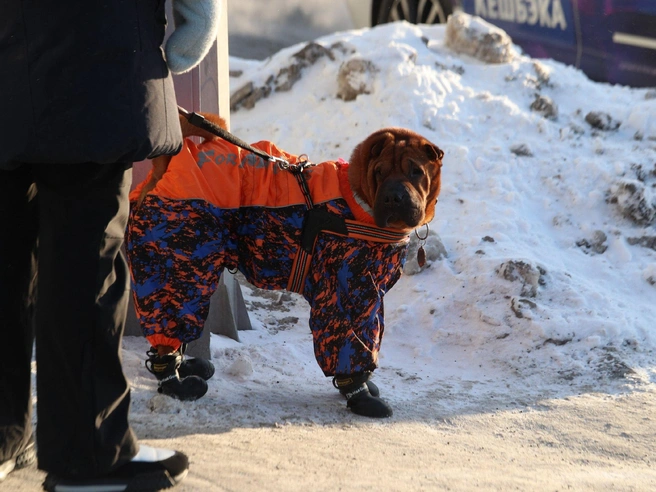 Жители утепляют не только себя, но и своих питомцев. | Источник: Андрей Бортко / NGS.RU