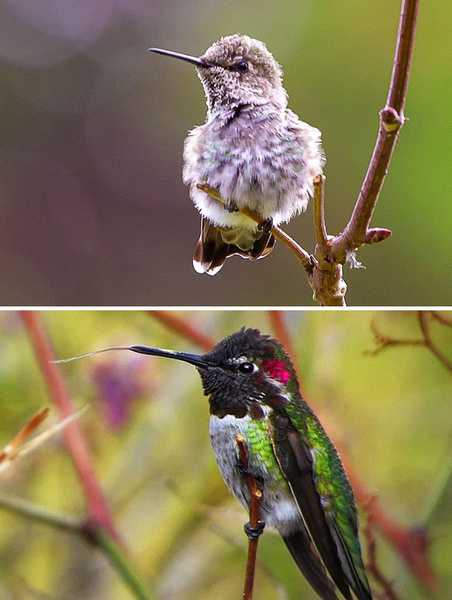 30 красивых птиц, которые были уродливыми птенцами (галерея)