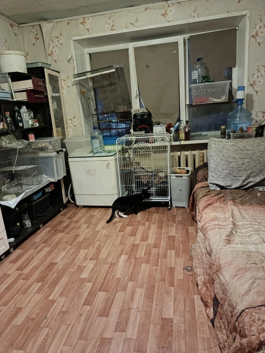 Теперь коту интересны крысы… | Источник: Надежда
