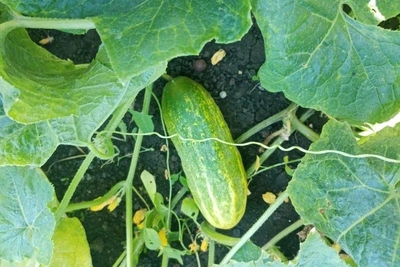 Сажаем кабачки, тыкву, арбуз и огурцы с начала мая прямо в грунт