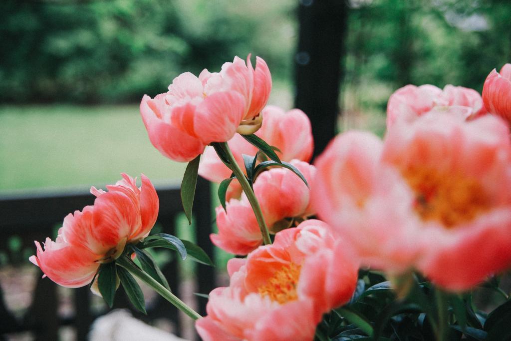 Сад Ракицкого в Тарусе приглашает на «Бал цветов» | Источник: tarusagarden.ru