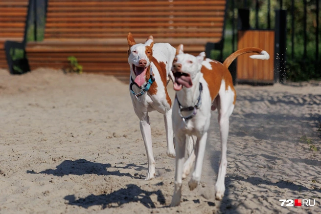 На этом снимке&nbsp;— представители редкой породы Поденко ибиценко | Источник: Ирина Шарова / 72.RU