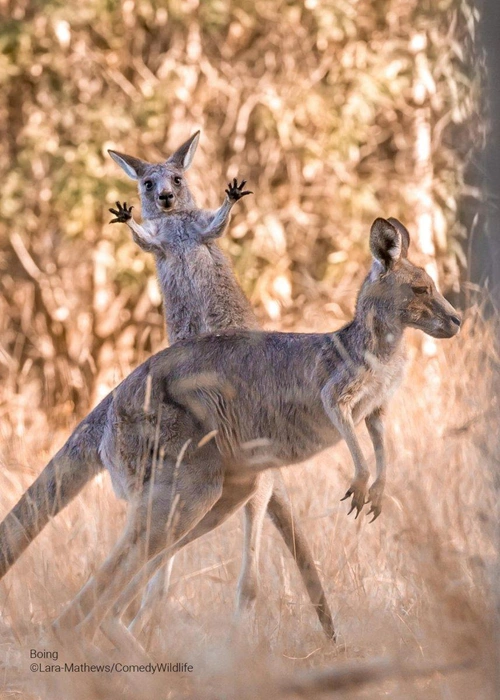 Источник: Lara Mathews / Comedy Wildlife Photography Awards