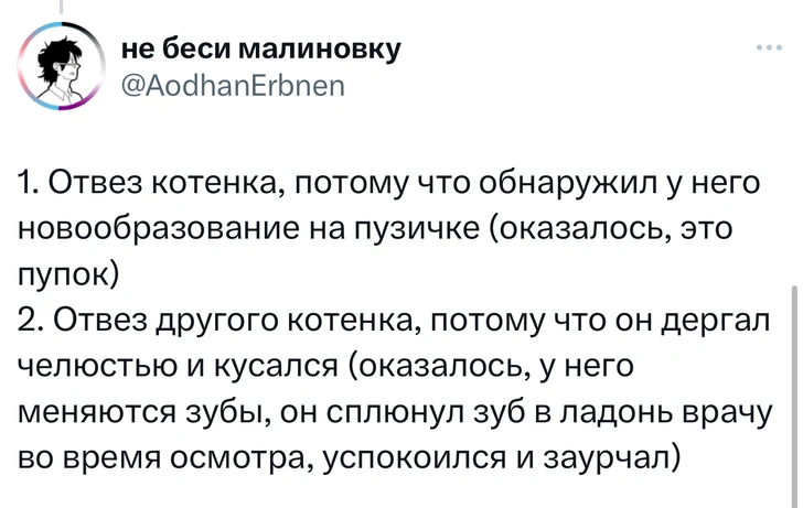 В «Твиттере» делятся тупыми причинами, по которым возили животных в ветеринарные клиники. И это уморительно!