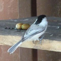 С 11 по 15 сентября 2025 года на территории Кемеровской области — Кузбасса местами сохранится высокая пожароопасность | Источник: www.city-n.ru