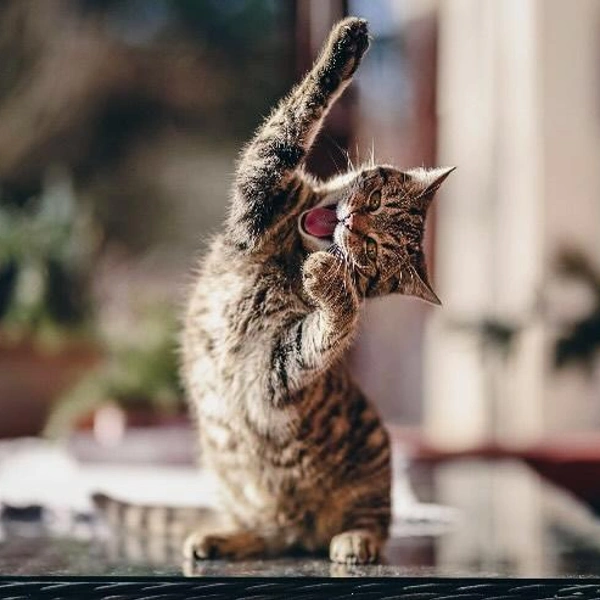 «Переходим к упражнениям на растяжку» | Источник: Eva Forrai / Comedy Pet Photography Awards