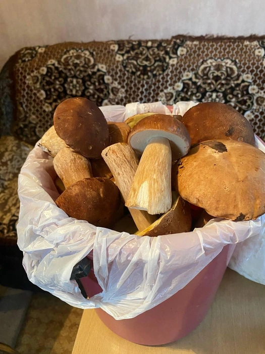 И эти тоже хороши, целое ведро | Источник: читатель NGS24.RU 