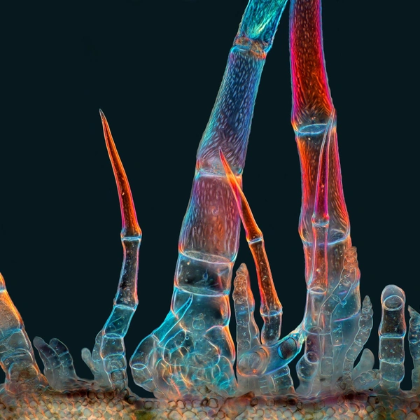 Одиннадцатое место. Трихомы (клетки эпидермы) подсолнуха | Источник: Marek Miś / Nikon Small World 2025