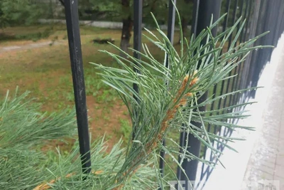 Тындинец срубил сосны для бани