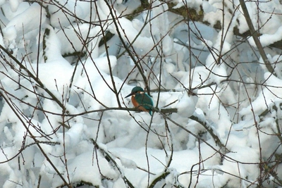 Зимородка заметили в снегу у реки в Петербурге