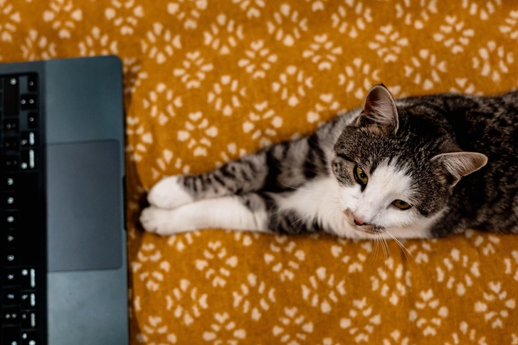 Учёные считают, что домашние кошки могут увеличить риск развития шизофрении вдвое: какую опасность несут в себе пушистики Учёные считают, что домашние кошки могут увеличить риск развития шизофрении вдвое: какую опасность несут в себе пушистики