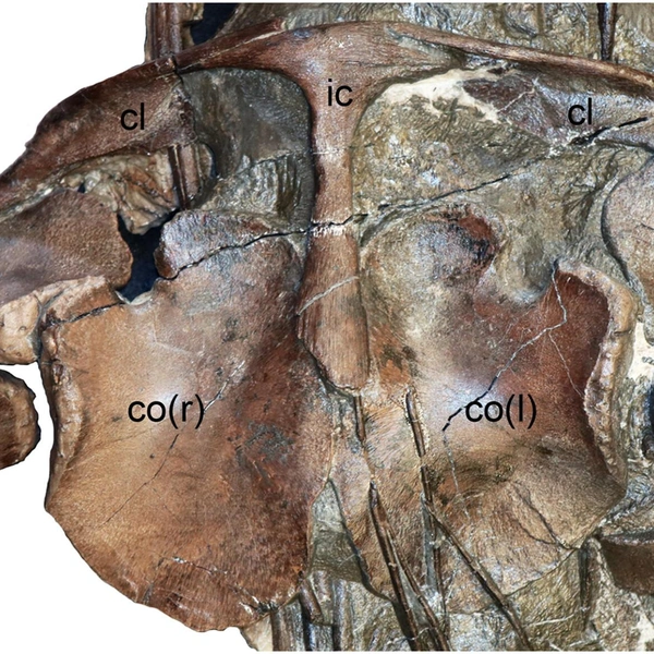 Источник: Papers in Paleontology