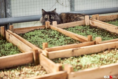 February Seedling Essentials: Agronomist's Tips