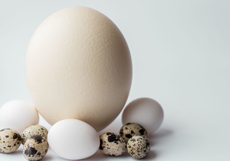 Яйца каких животных съедобны для человека?