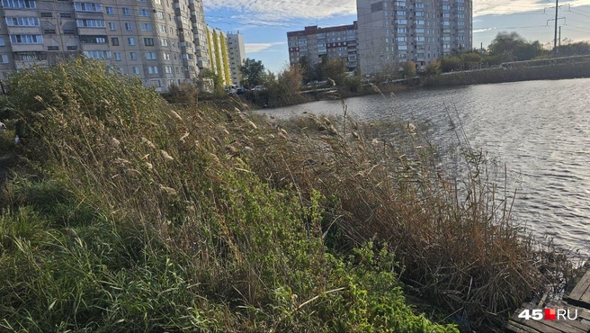 Камыш тоже можно убрать | Источник: Дарья Никитченко / 45.RU