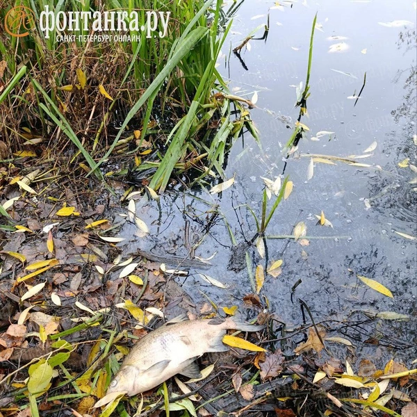 Источник: читатель «Фонтанки»