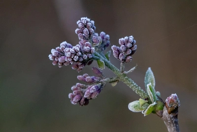 Эксперт о последствиях заморозков для растений в Омске