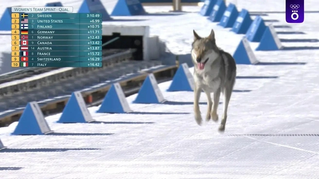 Источник: Скриншот из трансляции Okko