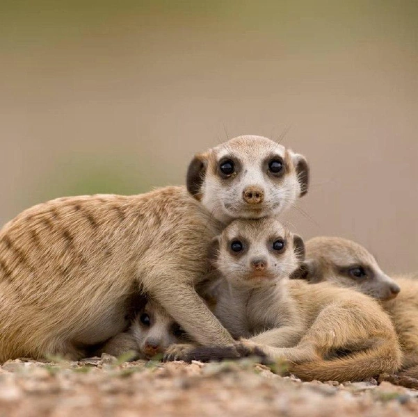 11 самых милых фото детенышей диких животных: фотограф снял редкие кадры — два лисенка играют на природе 🦊