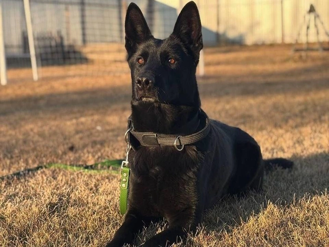 Служебная собака, немецкая овчарка ищет хозяина, в связи с достижением возраста службы | Источник: Пресс-служба УМВД России по Курганской области
