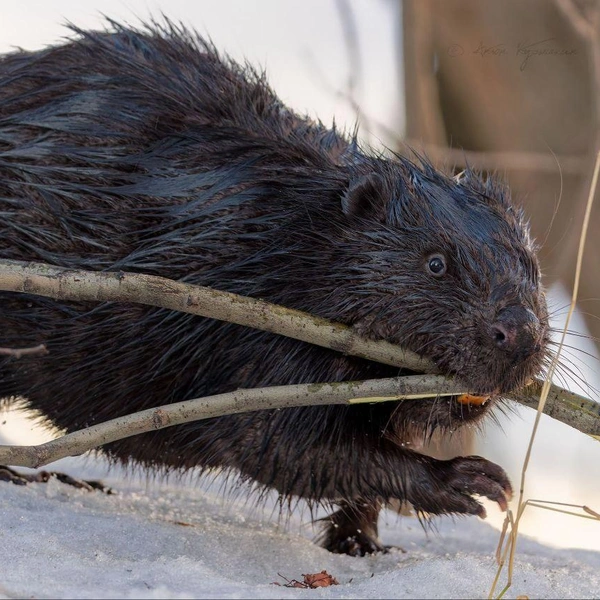 Источник: Антон Кубышкин / «Грибы и Грибники СПб»