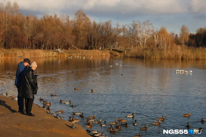 Утки в парке живут до глубокой осени | Источник: Евгений Софийчук / NGS55.RU