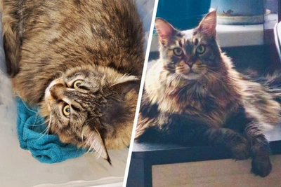 Huge Maine Coon Murka finds new home after shelter surrender
