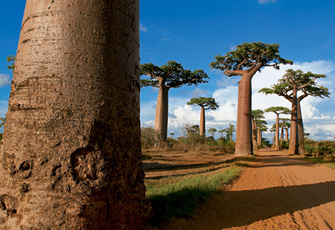 Крутые стволы: как баобабы стали символом Мадагаскара