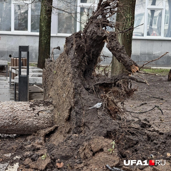 Ветер вырвал дерево с корнем | Источник: Булат Салихов / UFA1.RU
