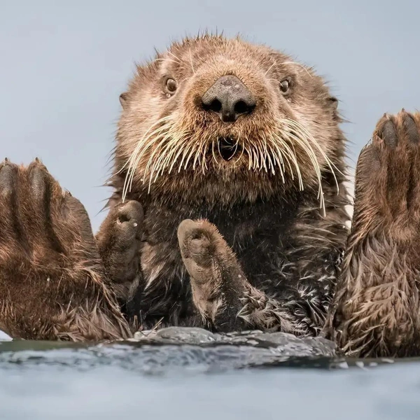 Источник: World Nature Photography Awards